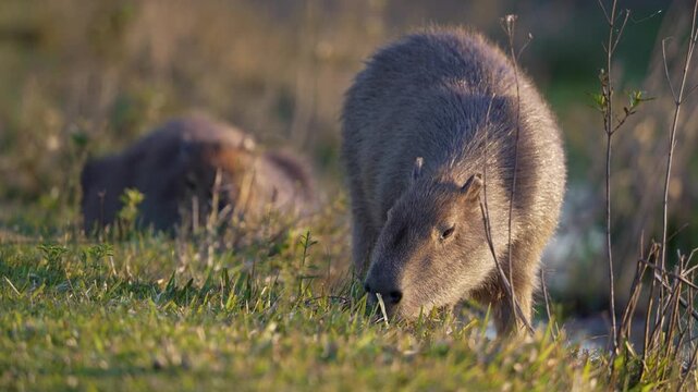 Two capybaras feed in low marsh grass at the Ibera Wetlands during warm evening light, with one animal sharp in the foreground and the other resting behind.