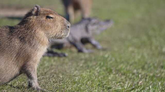 Capybara in sharp focus stands alert in the foreground as a resting yacare caiman lingers behind on a sunny Argentine wetland meadow. Rack Focus.