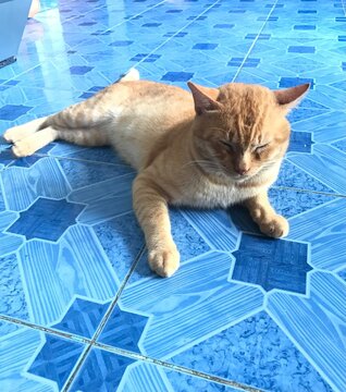 Cute cat take a nap Zzzz