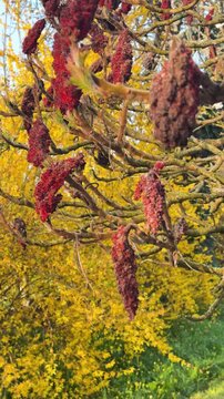 Staghorn sumac tree with red flowers and yellow forsythia bush in background