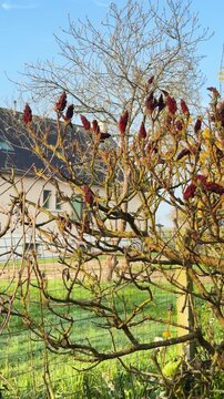 Countryside house appearing behind staghorn sumac branches during sunny spring afternoon