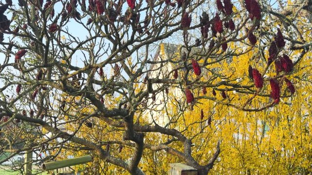 Gnarled branches of Rhus typhina tree with red fruit against vibrant yellow forsythia bush