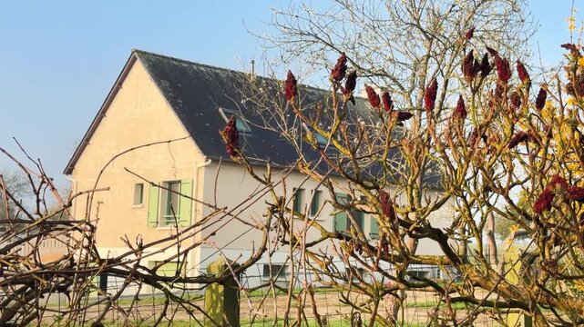 Typical northern France village house behind sumac branches on sunny day