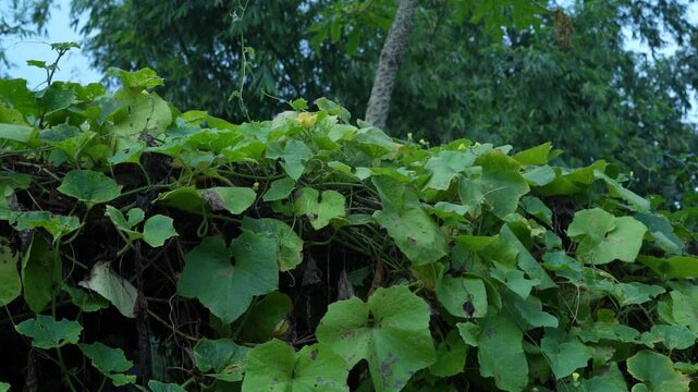 Lush green leaves and vines swaying gently in the wind on a natural rural farm background