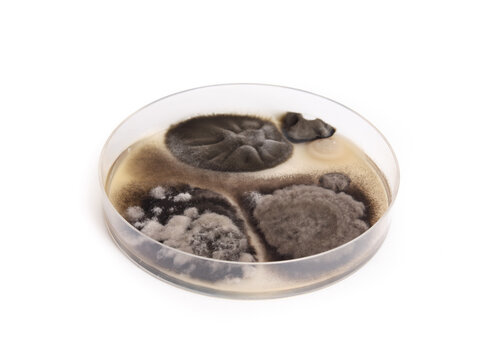 Mold in mold test kit petri dish. Large black and white fuzzy mold growing after 72 hours of test. Home do it yourself kit to evaluate test air, surfaces, and HVAC systems. Selective focus.