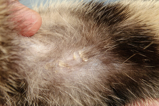 Feline eosinophilic granuloma on cat leg. Veterinary examination of older dried scabs visible through parted fur. Feline skin allergy and dermatitis concept. Cat with food allergy. Selective focus.