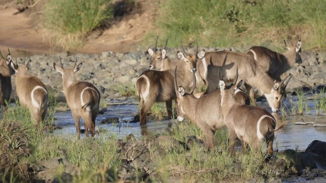 White rump rings on Waterbuck antelope drinking at small sunny river
