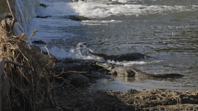 Nile crocodiles gather below low river weir on sunny day in Kruger NP