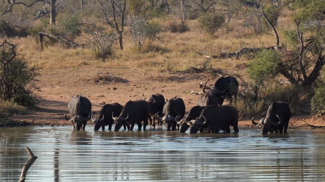 African Cape buffalo herd comes down to river to drink, golden light