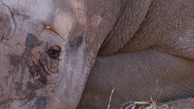 Close up detail: Expressive eye of resting rhino as flies buzz around
