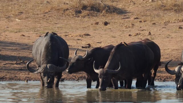 Cape buffalo drink water as oxpeckers feed on parasites on them