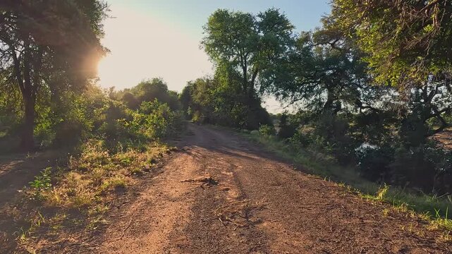 Golden morning sun shines through trees on riverside dirt road, POV