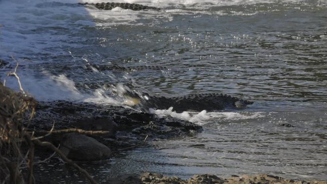 Side view of crocodiles lined up below river rapid waiting for prey