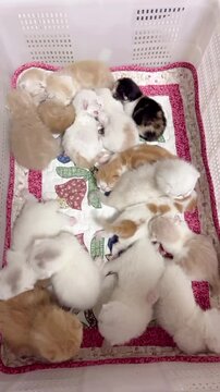 Multiple newborn kittens sleeping huddled together inside a quilted basket creating cozy animal movement footage for your lovely creative project