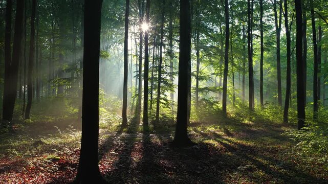 Sunny morning in the forest