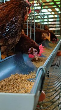 High Productivity Laying Hens Farm | Daily Egg Production, Feeding And Poultry Management