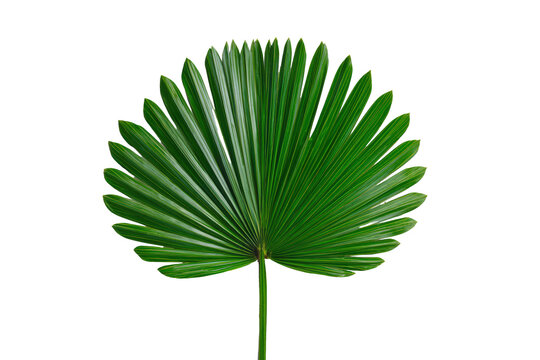 Broad green fan palm leaf isolated on white
