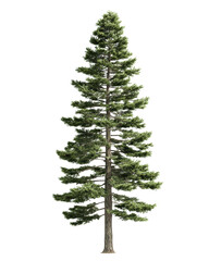 Fototapeta premium Slender evergreen conifer tree with tiered branches