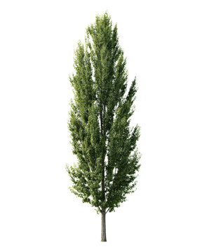 Tall columnar poplar tree isolated on white