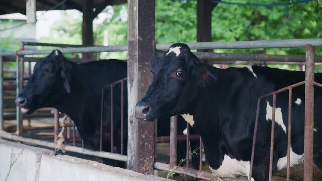 Black and white dairy cow looking at camera inside farm barn.