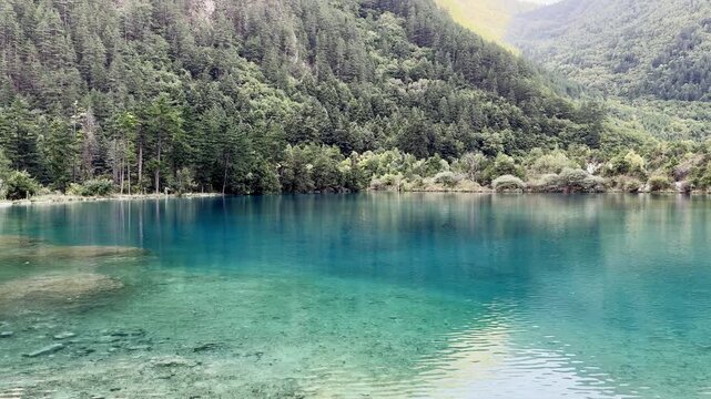 Crystal-clear turquoise water of Five Flower Lake in Jiuzhaigou National Park, Sichuan, China. 4K, Slow Motion, Scenic B-roll of vibrant alpine lake surrounded by lush green pine forests and mountains