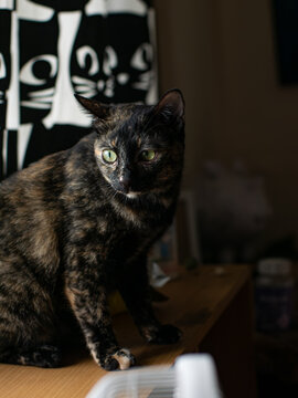 Tortoiseshell Cat with Green Eyes Sitting Indoors Against Black and White Cat-Pattern Curtain