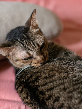 Tabby Cat Licking and Grooming Its Fur While Curled Up on Pink Blanket