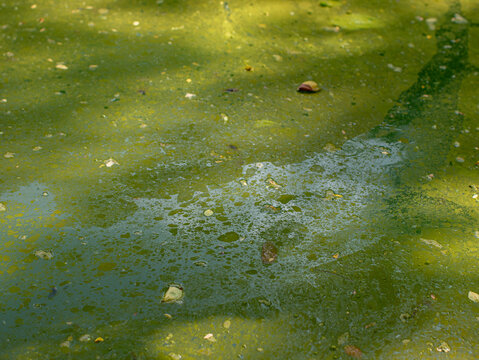 Green Algae Covered Pond Water Surface with Floating Leaves Texture