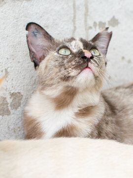 Close-Up Portrait of Marbled Tabby Cat with Green Eyes