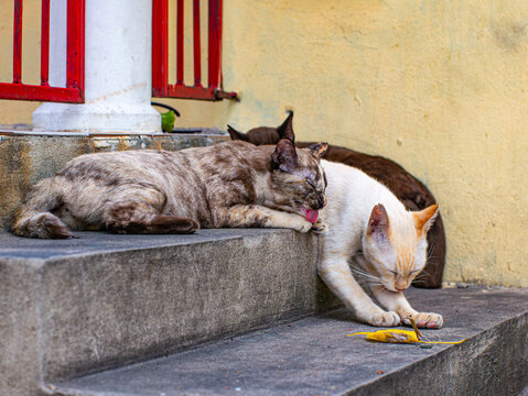 Two Cats Grooming Each Other Affectionately on Concrete Steps