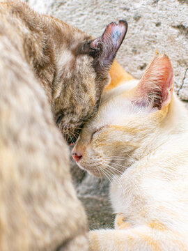 Two Cats Cuddling Together with Pink Ears Close Up