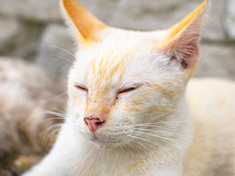 Peaceful Cream Cat Resting with Closed Eyes Against Stone Wall