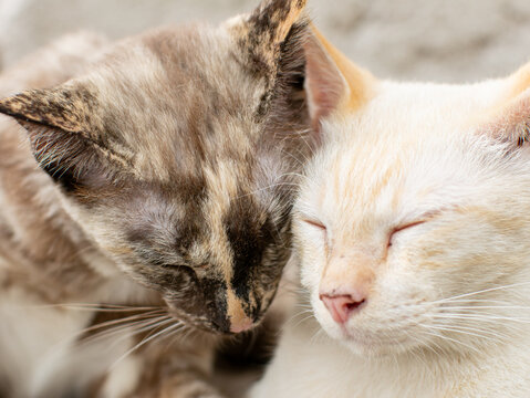 Two Cats Cuddling Together with Pink Ears Close Up