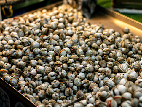 Fresh Blood Cockles Shellfish Pile at Seafood Market Close Up