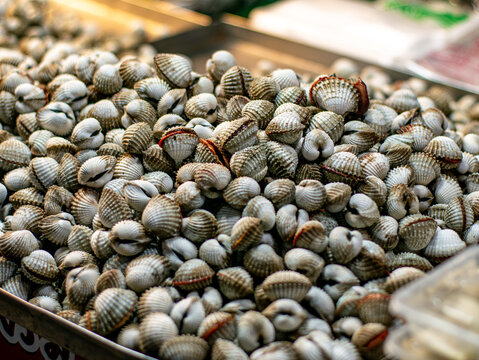 Fresh Blood Cockles Shellfish Pile at Seafood Market Close Up