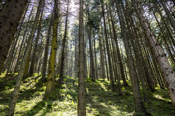 Obraz premium Low Angle View of Sunlight Streaming Through Pine Forest Canopy