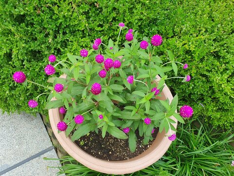Purple Globe Amaranth Flowers in Terracotta Pot Surrounded by Green Shrubs