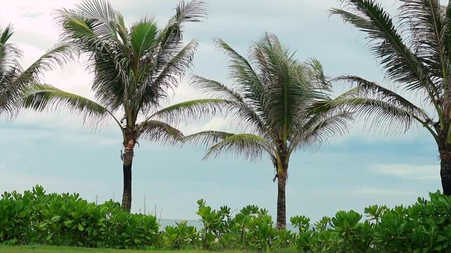 Tropical Palm Trees Swaying in Wind in Hoi An, Vietnam