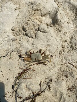 Close-Up of Small Sand Crab on White Beach Sand