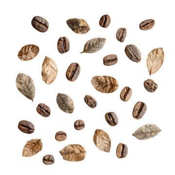 Scattered green coffee leaves arrangement