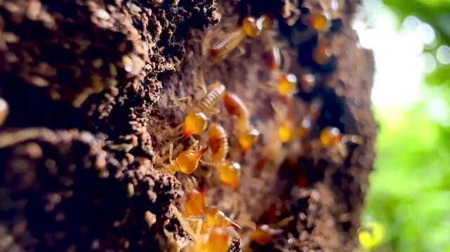 A colony of termites, featuring workers and soldier termites with yellow translucent bodies, crawls inside a crevice on decaying tree bark in a tropical forest macro close up shot.
