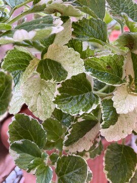 Pianta di incenso, plectranthus coleoides variegata in vaso