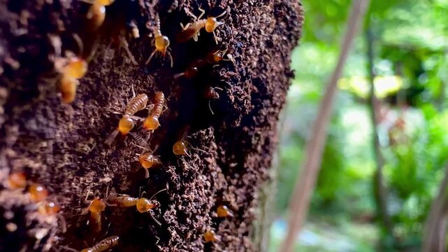 A colony of termites, featuring workers and soldier termites with yellow translucent bodies, crawls inside a crevice on decaying tree bark in a tropical forest macro close up shot.