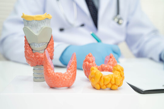 Hyperthyroidism, Overactive Thyroid, Thyroid Lymphoma, Asian doctor with thyroid gland human anatomy model in hospital.