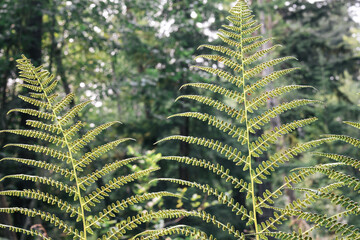 Fern fronds in forest. Sword fern fronds shot from below against defocused forest background. Spore clusters visible on underside of pinnae. Summer BC Rainforest, North Vancouver. Selective focus. © Petra Richli