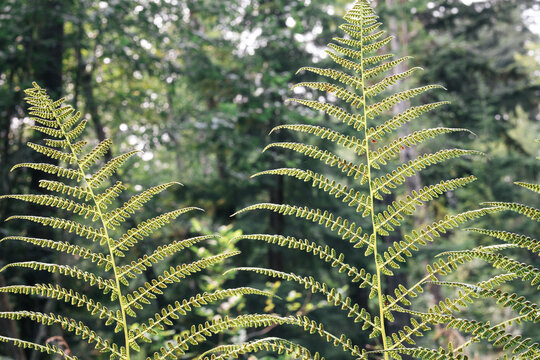 Fern fronds in forest. Sword fern fronds shot from below against defocused forest background. Spore clusters visible on underside of pinnae. Summer BC Rainforest, North Vancouver. Selective focus.