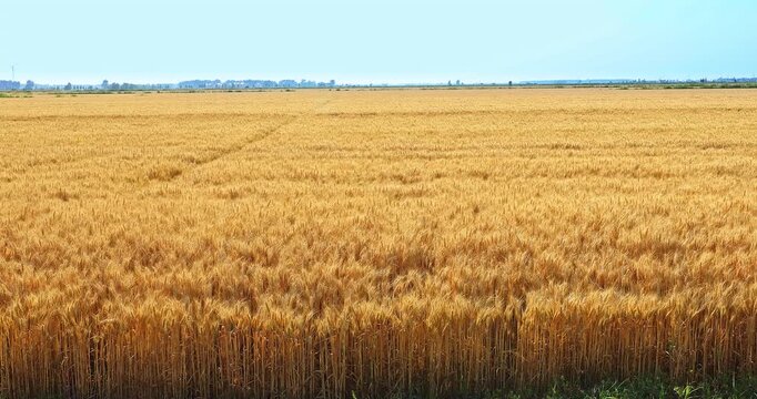 Vast golden wheat fields ready for harvest under a clear blue sky in summer