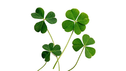 Green four leaf clover stems bringing good luck and fortune for celebration isolated on transparent background © Hanna