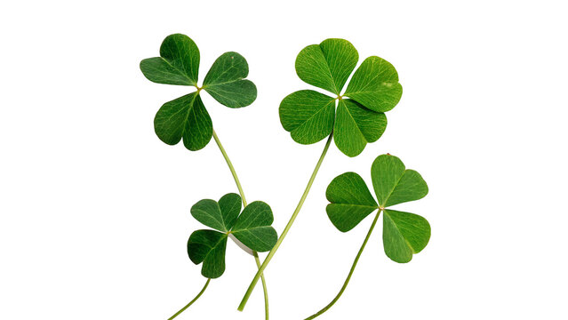 Green four leaf clover stems bringing good luck and fortune for celebration isolated on transparent background