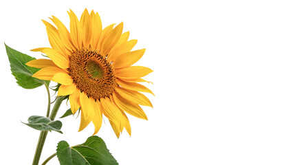 Bright yellow sunflower blooming towards the sun with green leaves and stem isolated on transparent background © Hanna